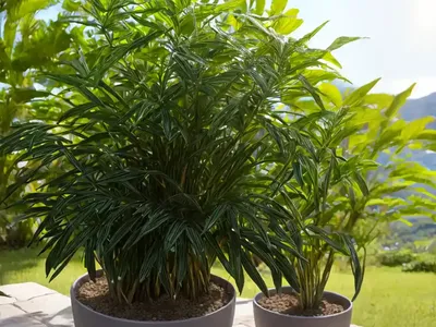 Ononis Viscosa (Ononis Viscosa)