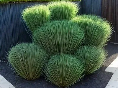 Ophiopogon Jaburan ‘Vittatus’ (Giant Lilyturf)