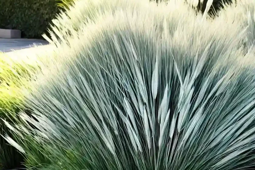 Ophiopogon japonicus (mondo grass) — photo 2