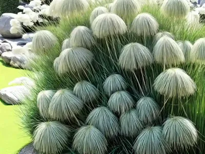 Ophiopogon Japonicus (Mondo Grass)