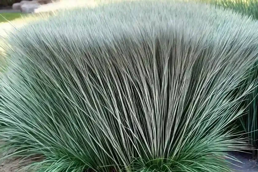 Ophiopogon japonicus ‘nana’ (mondo grass) — photo 2