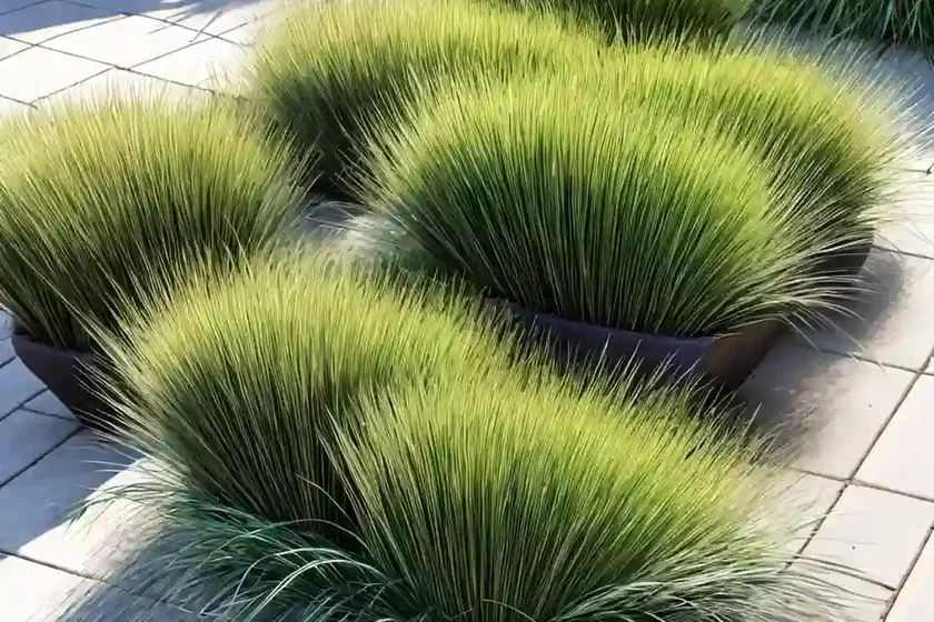Ophiopogon japonicus ‘nana’ (mondo grass) — photo 3