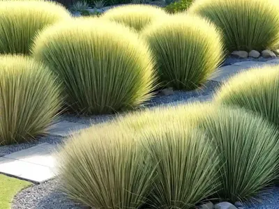 Ophiopogon Japonicus ‘Nana’ (Mondo Grass)