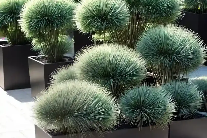Ophiopogon planiscapus ‘nigrescens’ (black mondo) — photo 2