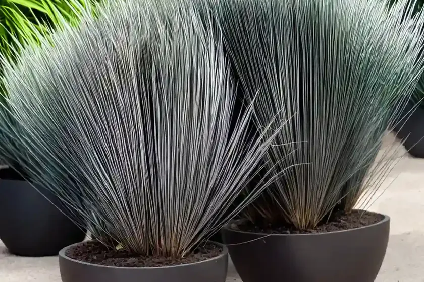 Ophiopogon planiscapus ‘nigrescens’ (black mondo) — photo 3