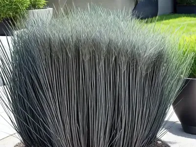 Ophiopogon Planiscapus ‘Nigrescens’ (Black Mondo)
