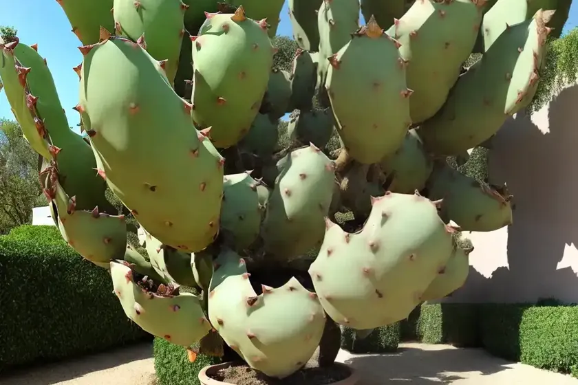 Opuntia articulata (opuntia articulata) — photo 3