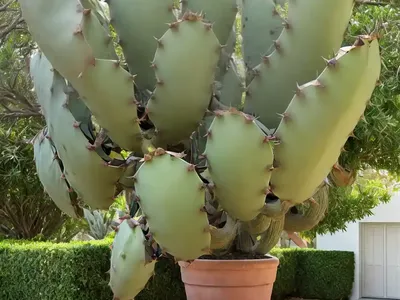 Opuntia Articulata (Opuntia Articulata)