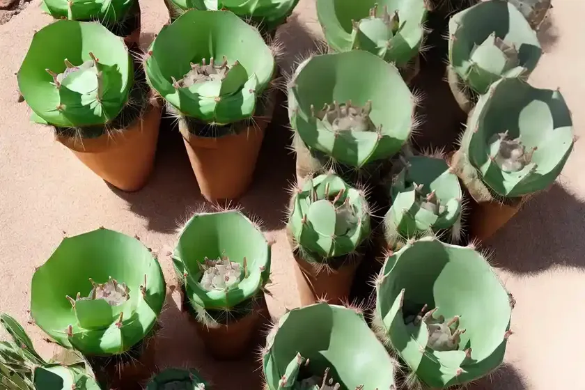 Opuntia basilaris (beavertail cactus) — photo 3
