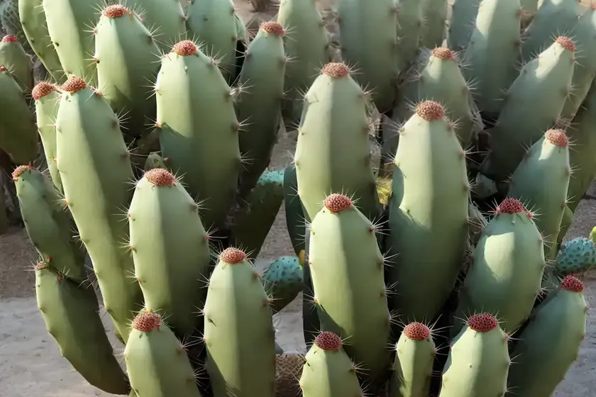 Opuntia ficus-indica (prickly pear) — photo 3