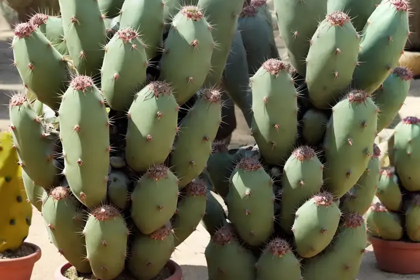 Opuntia ficus-indica (prickly pear)