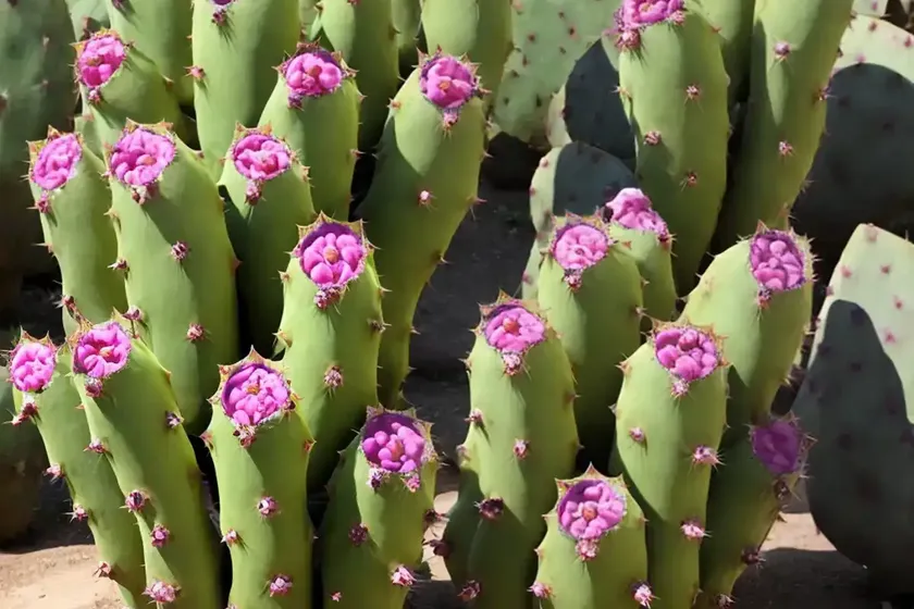 Opuntia fragilis (brittle prickly pear)