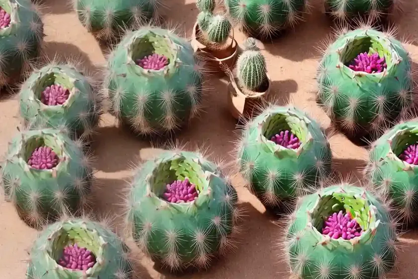 Opuntia Geometrica (Tephrocactus Geometricus) — photo 2