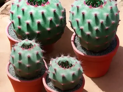 Opuntia Geometrica (Tephrocactus Geometricus)