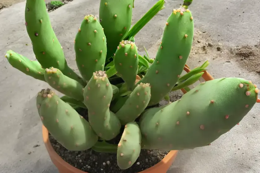 Opuntia microdasys (bunny ears) — photo 3