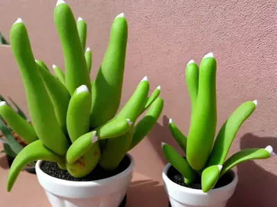 Opuntia Microdasys (Bunny Ears)