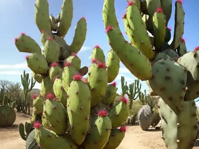Opuntia Santa-rita (Santa Rita Prickly Pear)