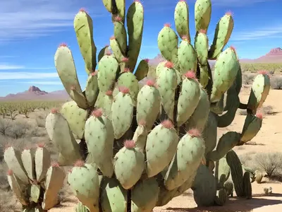 Opuntia Santa-rita Tubac� (Santa Rita Prickly Pear)