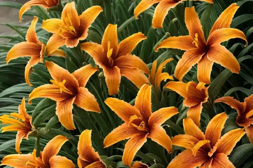 Orange daylily (hemerocallis fulva) — photo 3