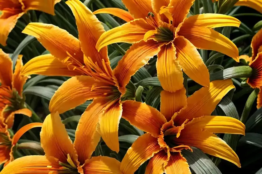 Orange daylily (hemerocallis fulva)
