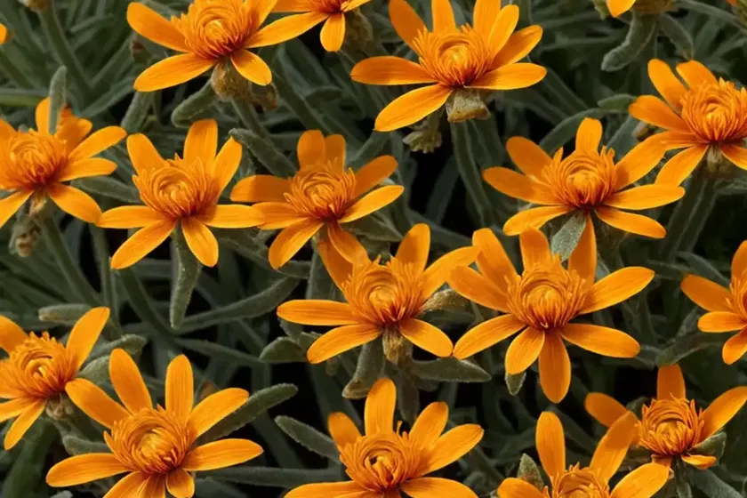 Orange flame (senecio confusus) — photo 3