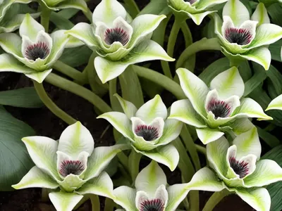 Orbea Variegata (Orbea Variegata)