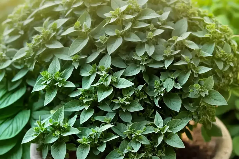 Oregano (origanum) — photo 3