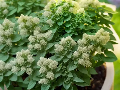 Oregano (Origanum)