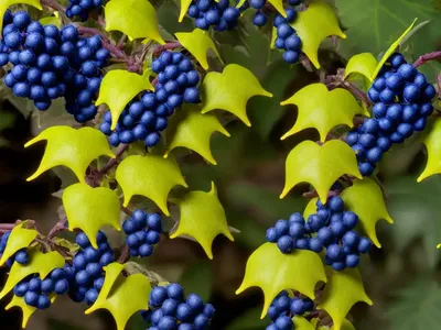 Oregon Grape (Mahonia Gracilipes)