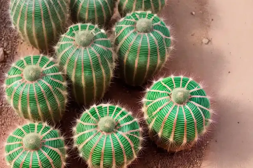Organ-pipe cactus (stenocereus thurberi) — photo 3