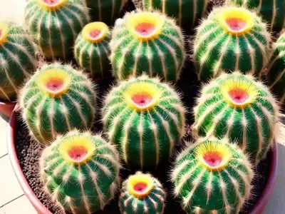 Organ-pipe Cactus (Stenocereus Thurberi)