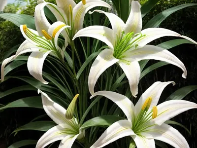 Orienpet Lily (Lilium ‘beijing Moon’)
