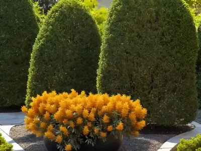 Oriental Arborvitae (Platycladus Orientalis ‘Collen’s Gold’)