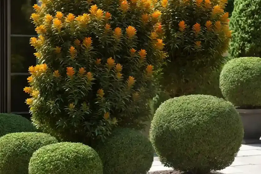 Oriental Arborvitae (Platycladus Orientalis ‘Elegantissima’) — photo 3