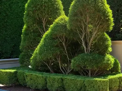 Oriental Arborvitae (Platycladus Orientalis ‘Elegantissima’)