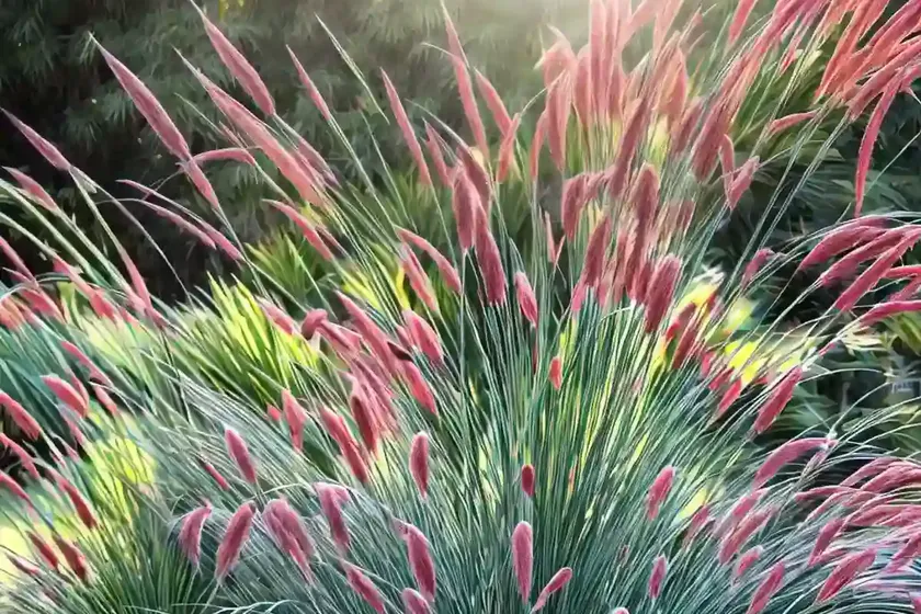 Oriental fountain grass (pennisetum orientale ‘karley rose’) — photo 3