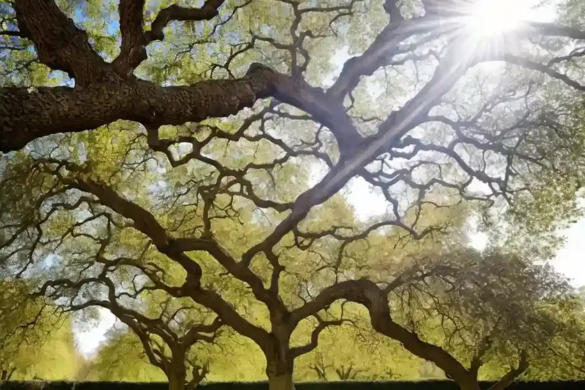 Oriental plane tree (platanus orientalis) — photo 3