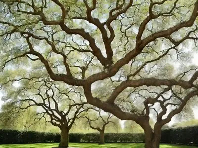 Oriental Plane Tree (Platanus Orientalis)