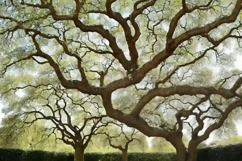 Oriental plane tree (platanus orientalis)