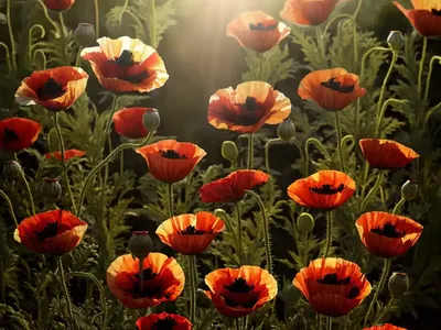 Oriental Poppy (Papaver Orientale)
