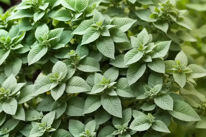 Origanum ‘buckland’ (ornamental oregano) — photo 2