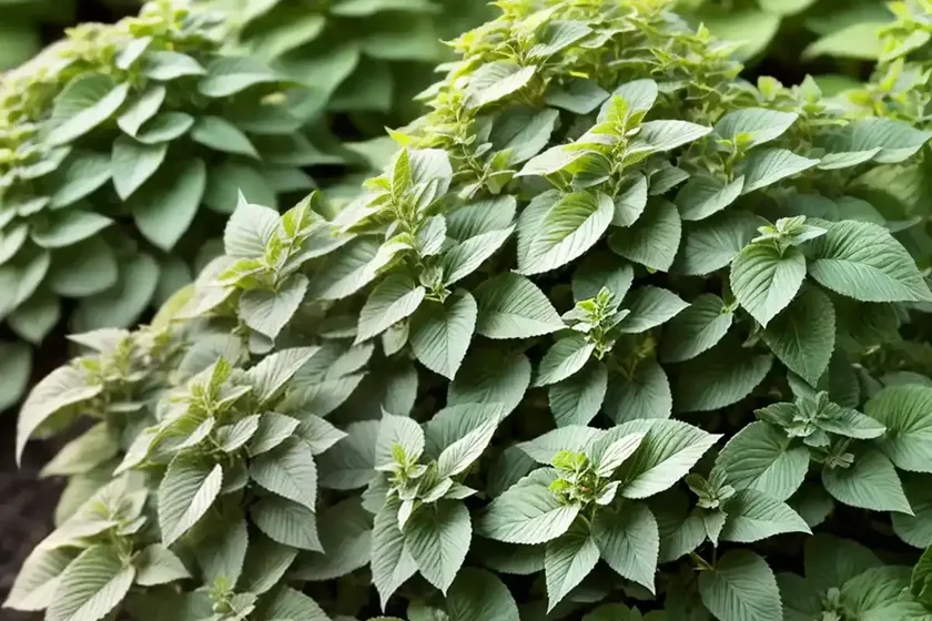 Origanum ‘buckland’ (ornamental oregano) — photo 3