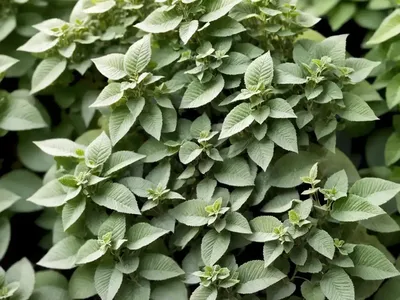 Origanum ‘Buckland’ (Ornamental Oregano)