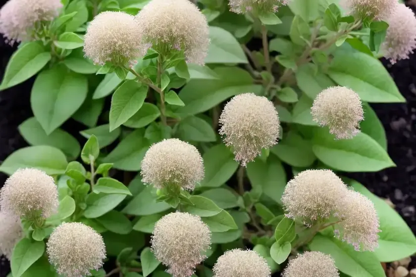 Origanum Dictamnus (Dittany Of Crete) — photo 3