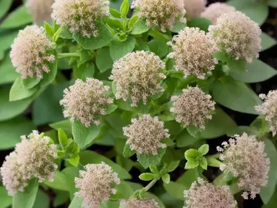 Origanum Dictamnus (Dittany Of Crete)