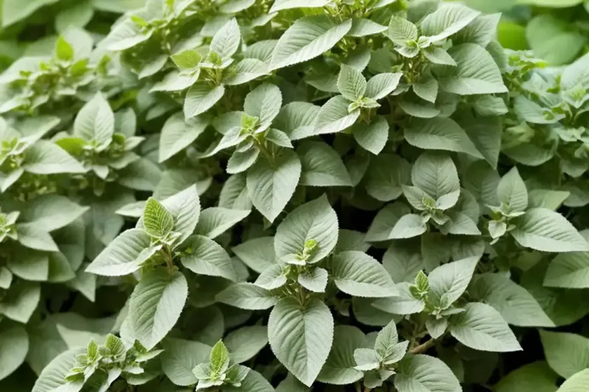 Origanum ‘kent beauty’ (ornamental oregano) — photo 2