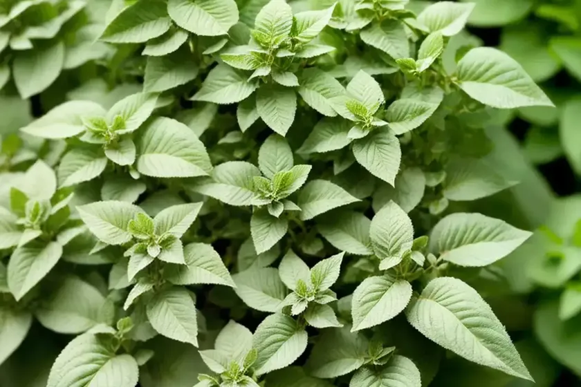 Origanum ‘kent beauty’ (ornamental oregano) — photo 3