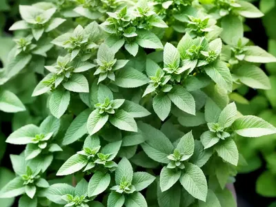Origanum Majorana (Sweet Marjoram)