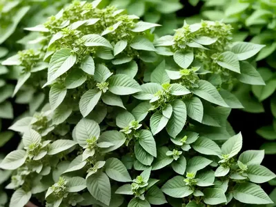 Origanum ‘Rosenkuppel’ (Ornamental Oregano)