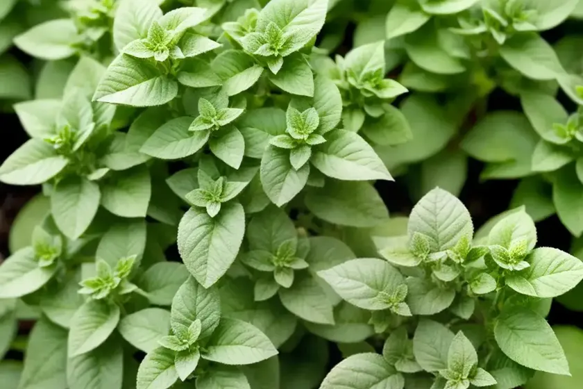 Origanum syriacum ‘cleopatra’ (syrian oregano) — photo 3